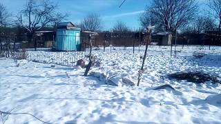 С новым 2020 годом! Осмотр пчел в январе. Ходила в гости к своим пчелкам.