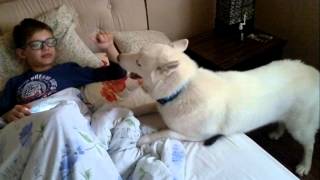 White husky Frost tries to wake up a child.