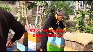 WA:0856-9142-9676 - Jual Sarang Madu Lebah Asli di Bekasi Tambun Cibitung Cikarang