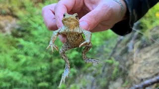 Операция по спасению жабок из ямы-ловушки. Спешим на помощь