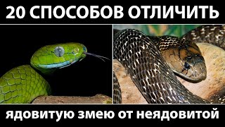 20 реальных способов отличить ядовитую змею от неядовитой