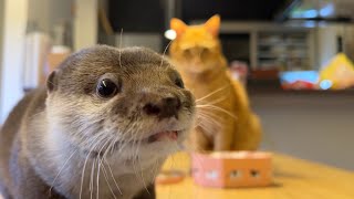 バレンタインのプレゼントを猫にあげるも自分が食べたいカワウソ otter gives a Valentine's Day gift to a cat, but eats it herself.