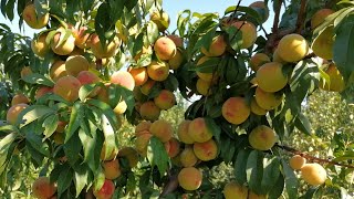 Выращиваем свои продукты :-) We grow our own products.