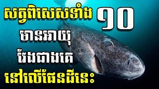 សត្វទាំង ១០ ដែលមានអាយុវែងជាងគេលើផែនដី