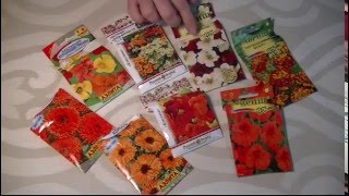 Как прорастить семена настурции, календулы и тагетисов. Часть 1.