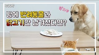 방에 간식과 강아지 고양이만 두고 주인이 나간다면? / When the chicken and puppy were left in the room / Dog Cat Reation