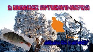 Ловля на блёсну.  В поисках крупного окуня