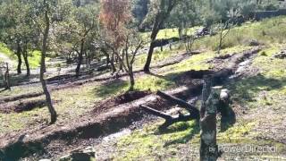 Swales im Foodforest