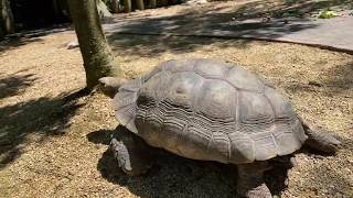 Home Safari - Brown Mountain Tortoise