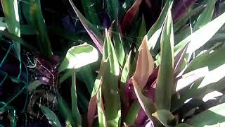 Barquilla o maguey morado te lo recomiendo.