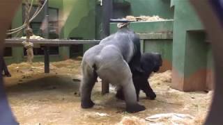Gorilla mating at the zoo in public.
