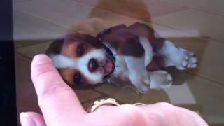 My first dog App Hilfe auf Deutsch