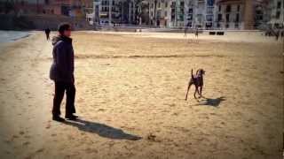 Grace corriendo por la playa (Weimaraner)