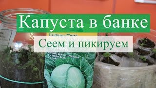 Сеем капусту в банку. Далее пикируем. (30.03.16)