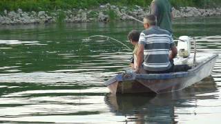 Upecan veliki som u Savi kod Slavonskog Broda [Big catfish caught in Sava in Slavonski Brod]