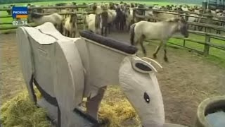 Чувствительность лошадей к движениям