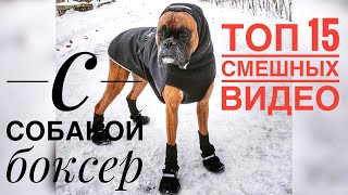 Смешная подборка ТОП 15 видео про собак боксер - Funny Boxer Dog Compilation NEW