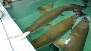 シルバーアロワナ☆ショータイム１！英名：Silver Arowana ...