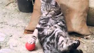 Реклама молока с кошками. Funny advertising of milk with cats!
