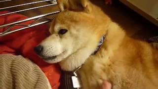 Funny Dog and Cute Girl Doing 2017