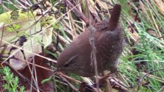 TROGLODYTE Mignon/Nourriture/Automne ! BRUITX