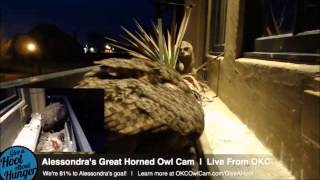 Alessondra's OKC Great Horned Owl Cam Mrs T brings rat feeds all owlet 6:50am 3-28-2014