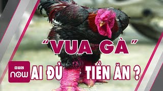 Vua gà đông tảo chia sẻ bí kíp "hốt bạc tỷ" cho dịp tết sắp tới | Cuộc sống nhà nông 24h