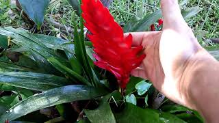 Amor pelas orquídeas: sítio da mana com orquídeas e plantas em geral.