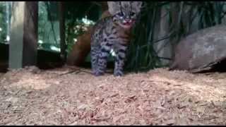 Maya, gato-do-mato-pequeno, dando susto! -  Rancho dos Gnomos