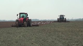 Культивация двумя тракторами МТЗ 1221 и 1222.