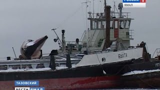 Речфлот Тазовского отправляется на зимовку