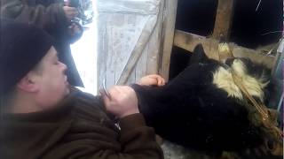 Усмирение быка Вставляем магнитное кольцо Taming the bull