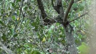 Bẫy Chào Mào ở Gia Viễn 1 ( 19/8/2012)