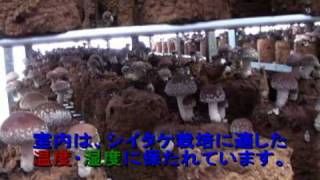 とっても美味しそう、菌床シイタケの栽培風景：有限会社フジサワ