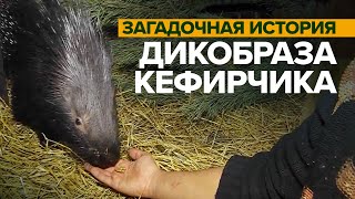Как живёт найденный два года назад в Самаре дикобраз Кефирчик — видео