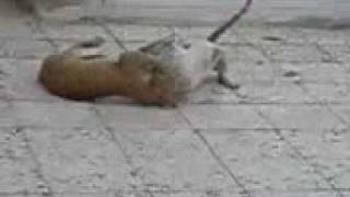 Wild Cats Fight
