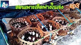 สอนเพาะเห็ดฟางในเข่ง,ในตะกร้า(ep3)