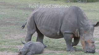 Rhino Calf Colin 3 Months Young