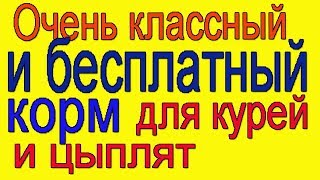 Очень классный и бесплатный корм для курей и цыплят