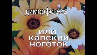 диморфотека или КАПСКИЙ НОГОТОК,доротеантус или ХРУСТАЛЬНАЯ РОМАШКА,ГАЦАНИЯ И ПОРТУЛАК
