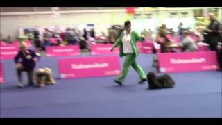 Best In Show - Tibetan Special Show Tulln 28.9.2013