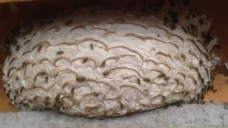 Common Wasp Nest By Arrest Apest Pest Control
