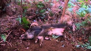 猪狩り イシモク式括り罠