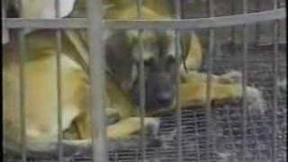 IAKA - South Korean Dog Markets