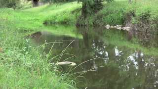Sights & Sounds: Oaks Park