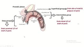 Venous supply of penis