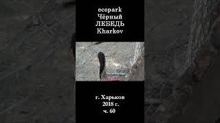  ЭкоПарк Харьков ч.60 / Чёрный ЛЕБЕДЬ / 2018 г. #shorts