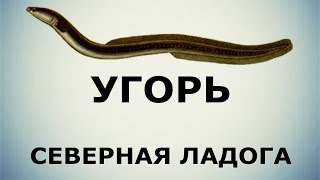 Русская Рыбалка 3.99 Угорь на Северной ладоге