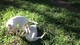 Dogs in the Yard