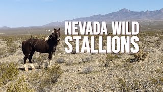 Nevada Wild Horses: Mating Challenge Between Wild Stallions